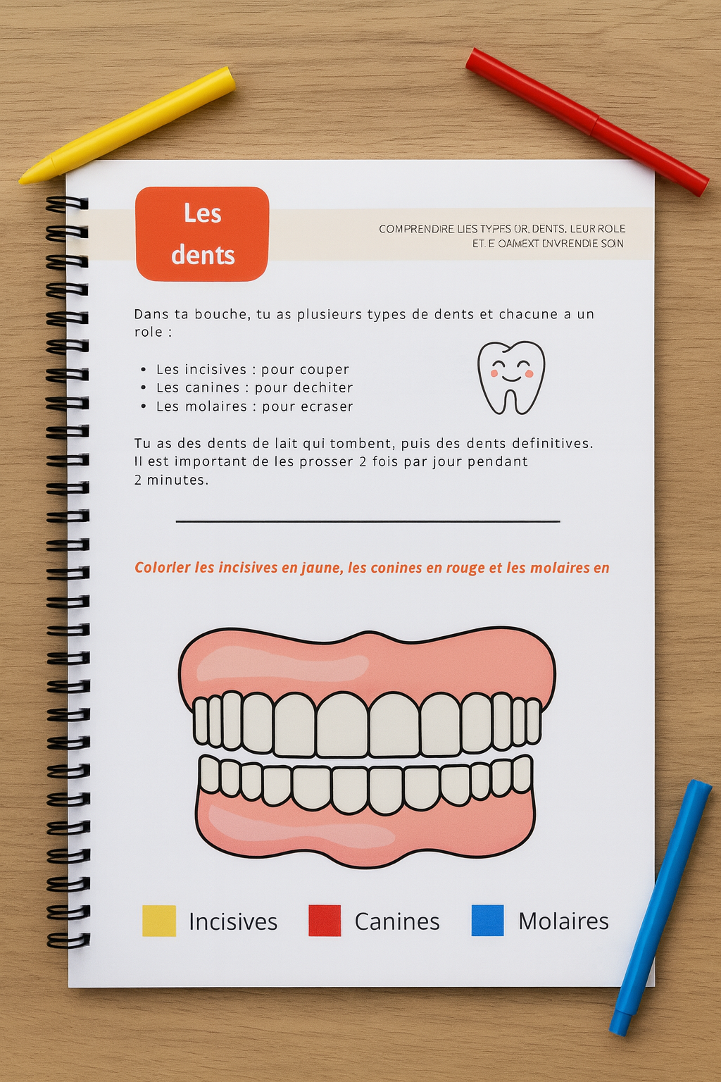 Mon carnet du corps humain